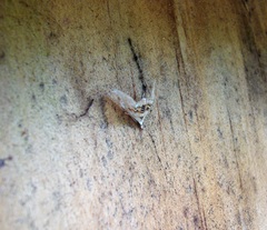 Trichophysetis cretacea