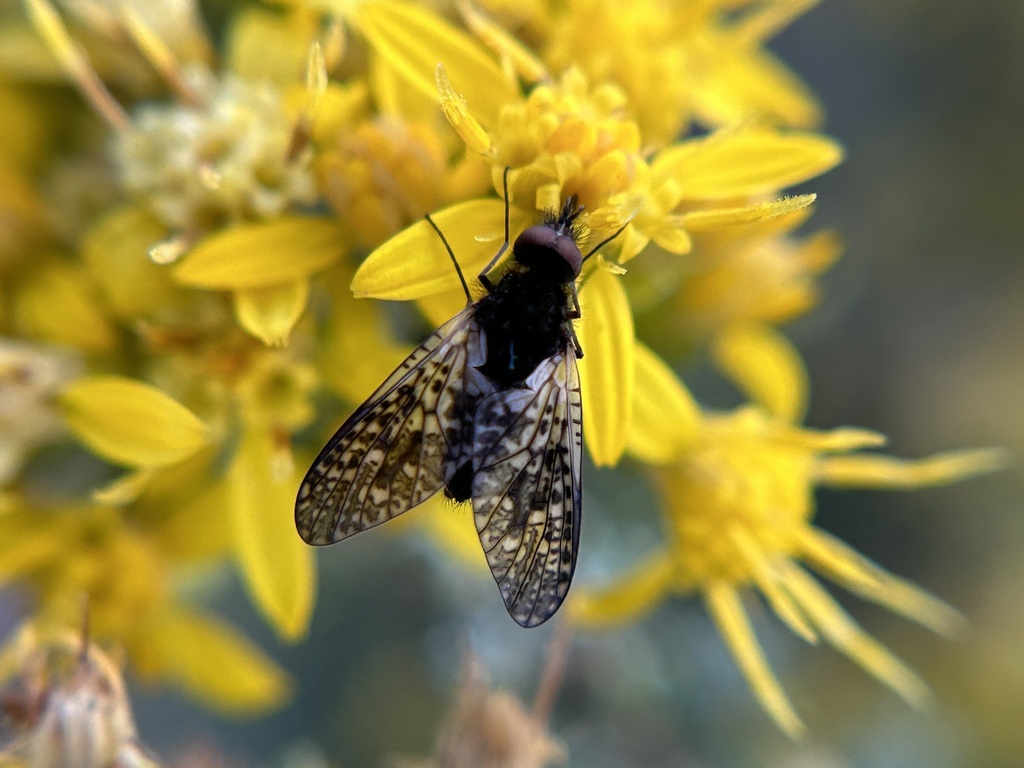 Acreophthiria egerminans