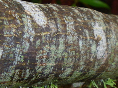 Carmichaelia odorata
