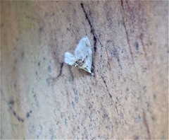 Trichophysetis cretacea