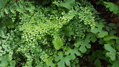 Adiantum shastense image