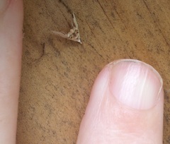 Trichophysetis cretacea