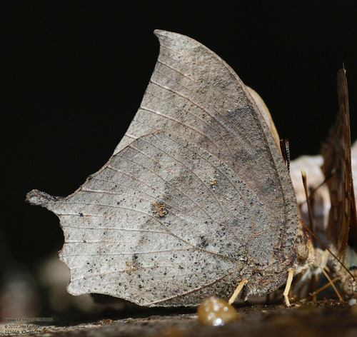 Tropical Leafwing photo 6