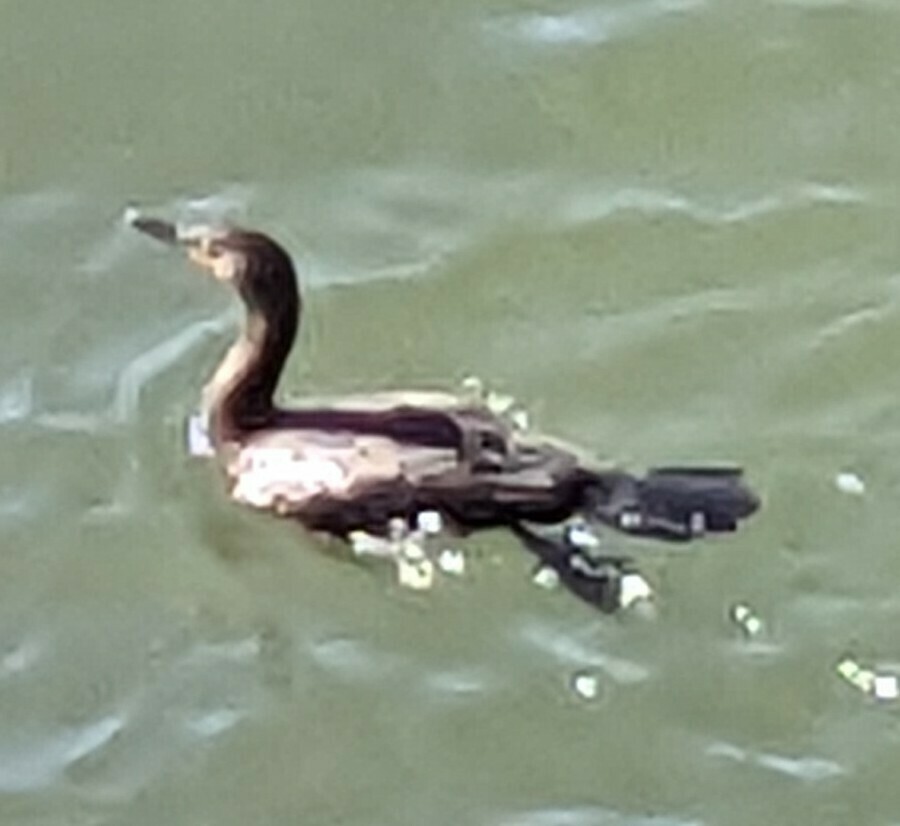 Doublecrested Cormorant from Worcester County, MD, USA on October 11