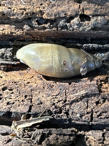 Euglandina texasiana, 2023-10-12