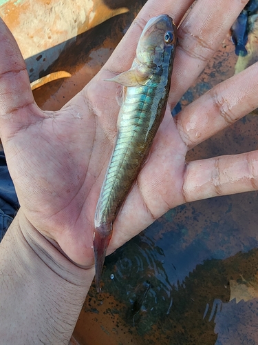 Estuary goby (Gobionellus microdon) — Gobiidae — 5