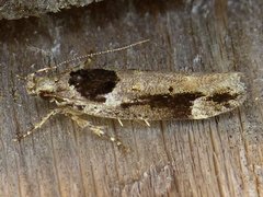 Pseudochelaria walsinghami