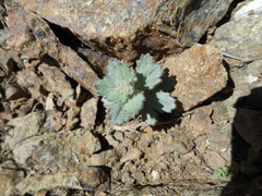 Streptanthus hispidus