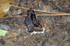 Zera hyacinthinus servius