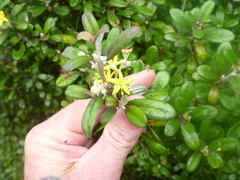 Corokia