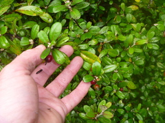 Corokia