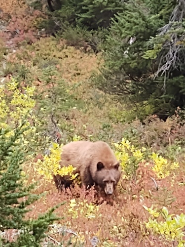 American Black Bear photographed in Washington
