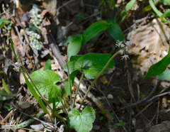 Tiarella