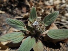 Phacelia phacelioides