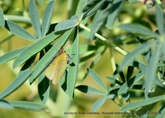 Colias dimera