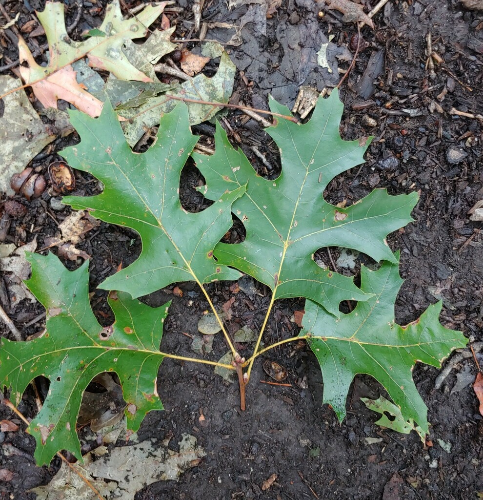 scarlet oak from Mountain Park, GA, USA on October 12, 2023 at 06:28 PM ...