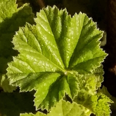 Malva sylvestris
