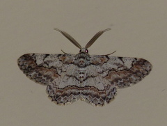 Hymenomima memor
