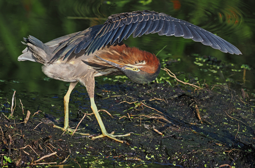 Green Heron photographed in South Carolina