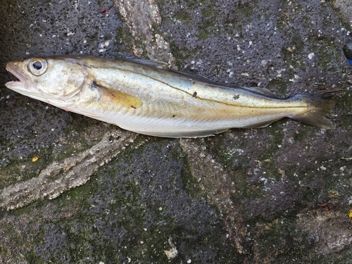 Whiting (Merlangius merlangus) — Gadidae — 2