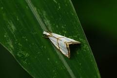 Pseudargyria interruptella