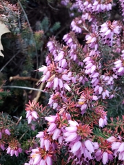 Ericeae