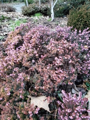 Ericeae