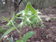 Lithospermum helleri