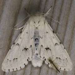 Acronicta vulpina