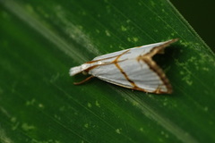 Pseudargyria interruptella