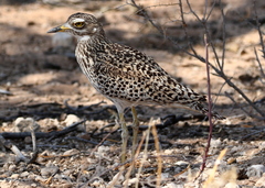 Burhinus capensis damarensis