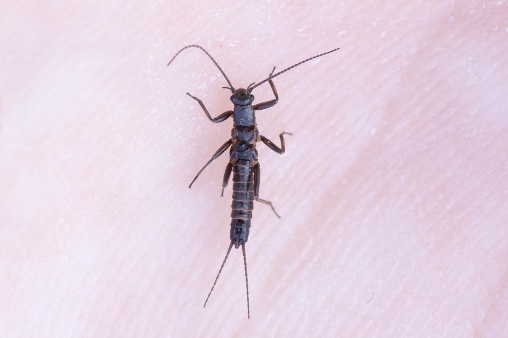 Pygmy Snowfly
