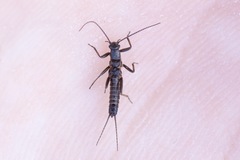 Allocapnia pygmaea