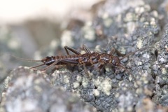 Allocapnia pygmaea