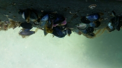 Aplidium solidum