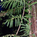 Amydrium zippelianum - Photo (c) John D Reynolds, μερικά δικαιώματα διατηρούνται (CC BY-NC), uploaded by John D Reynolds