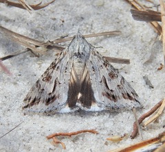 Melipotis jucunda