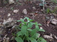 Lithospermum matamorense