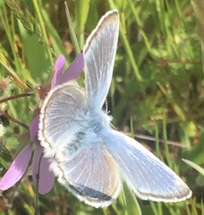 Icaricia icarioides missionensis