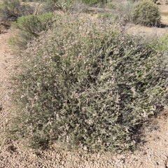 Eriogonum fasciculatum polifolium