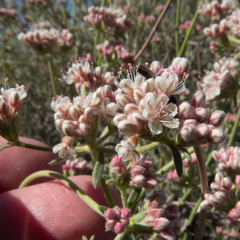 Eriogonum fasciculatum polifolium