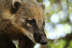 South American Coati photo 2