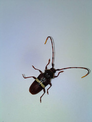 Trachyderes elegans