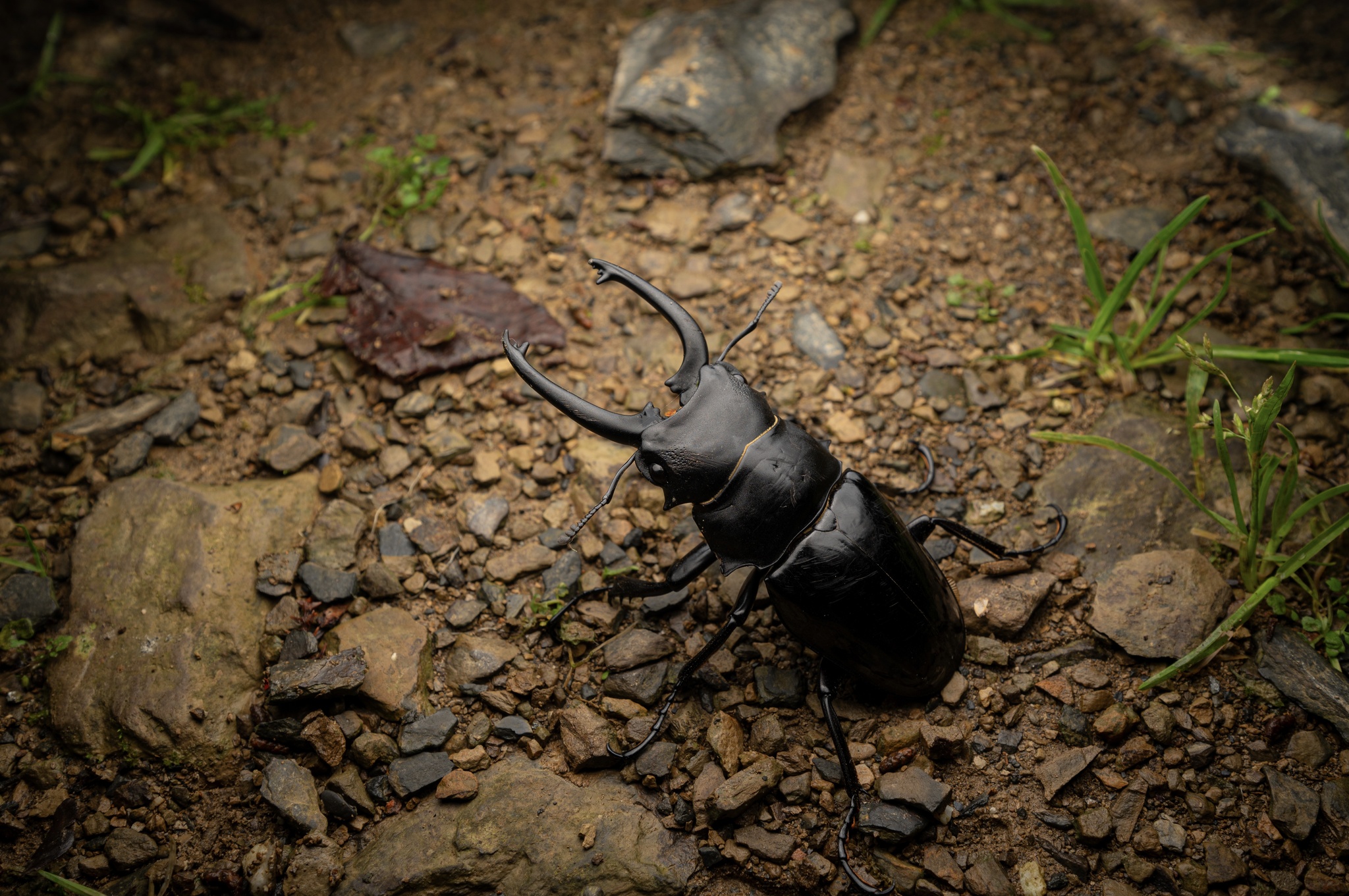 オニツヤクワガタ (亜種 Odontolabis siva parryi) · iNaturalist
