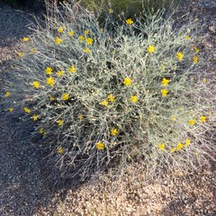 Psilostrophe cooperi