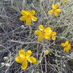 Psilostrophe cooperi