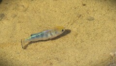 Salt Creek Pupfish photo 2