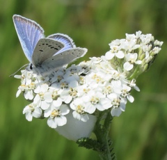 Icaricia icarioides missionensis