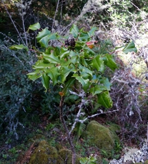 Berberis pinnata pinnata