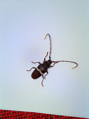 Trachyderes elegans